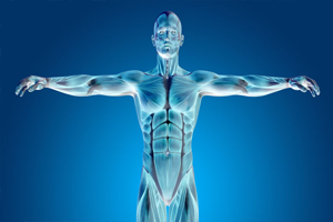 Anatomy - Get to understand the Clinical applications of anatomy. Questions provides medical imaging such as MRI scans, CT scans, ultrasounds, as well as x-rays